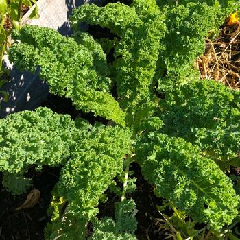 Kale Kale