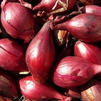 Shallot Shallot