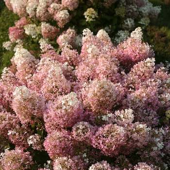 'Bobo®' Hydrangea 'Bobo®' Hydrangea