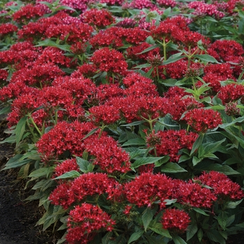 Lucky Star™ Dark Red Lucky Star™ Dark Red