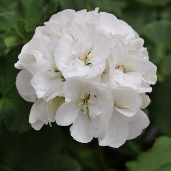 Dynamo&trade; White