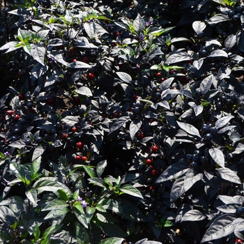 Black Pearl Pepper Black Pearl Pepper