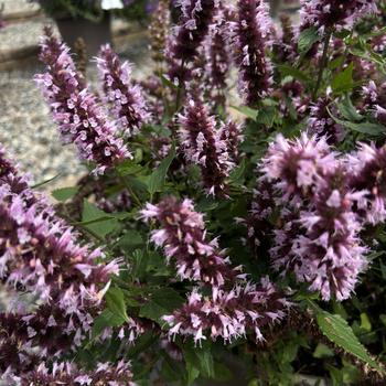 Anise Hyssop