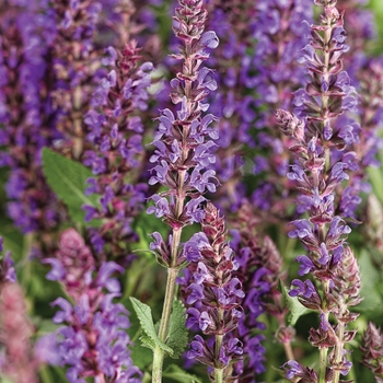 Color Spires® 'Violet Riot' Color Spires® 'Violet Riot'