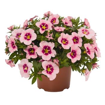 Calibrachoa (Million Bells)
