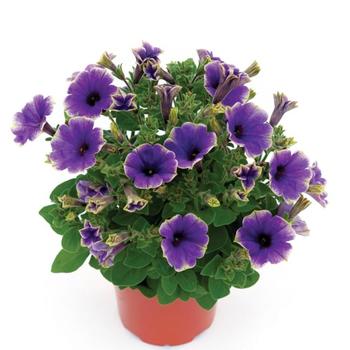 Petunia