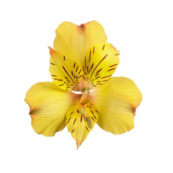 Colorita&reg; Ariane Yellow