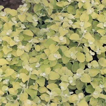 Lemon Licorice Helichrysum Lemon Licorice Helichrysum