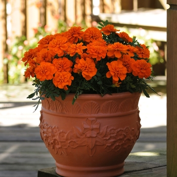 Marigold Marigold