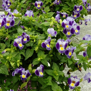 'Indigo Moon' Wishbone Plant 'Indigo Moon' Wishbone Plant