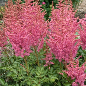 False Spirea False Spirea