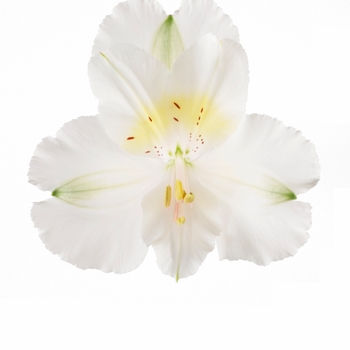 Colorita® Claire® White Colorita® Claire® White