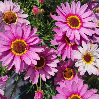 Grandaisy® Pink Halo Grandaisy® Pink Halo