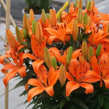 Asiatic Pot Lily Asiatic Pot Lily