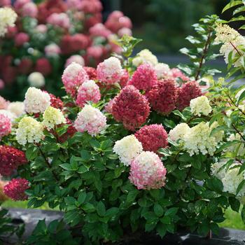 Little Lime Punch™ Panicle Hydrangea Little Lime Punch™ Panicle Hydrangea