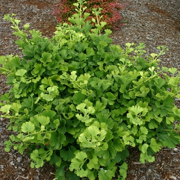 Ginkgo Tree Ginkgo Tree