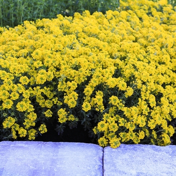 Alyssum Alyssum