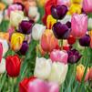 Bulbs for Spring Color
