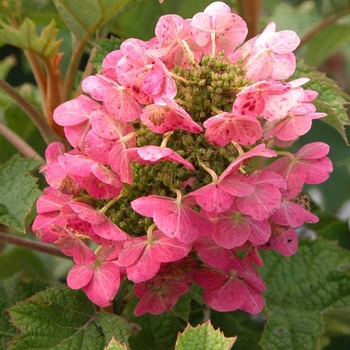 Ruby Slippers Qakleaf Hydrangea Ruby Slippers Qakleaf Hydrangea