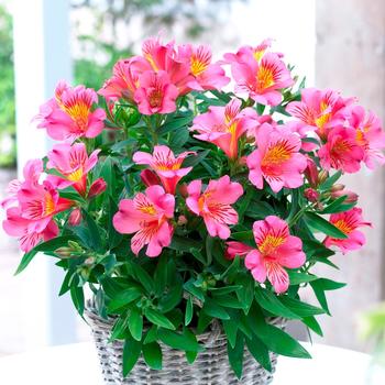 Alstroemeria (Peruvian Lily)