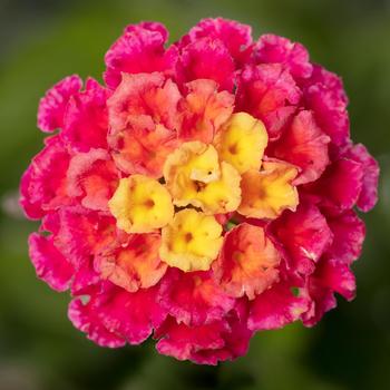 Lantana 