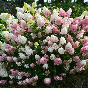 Strawberry Sundae™ Hydrangea  Strawberry Sundae™ Hydrangea