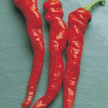 Pepper, Hot Pepper, Hot