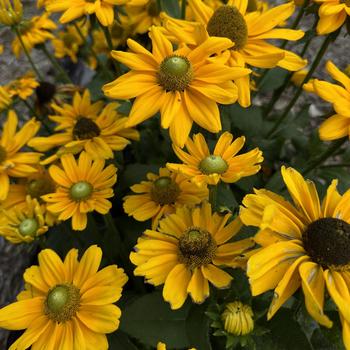 'Amarillo Gold' Black-Eyed Susan