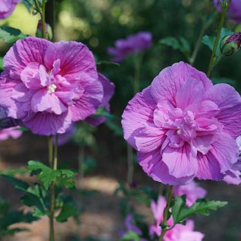 Chiffon® 'Dark Lavender' Chiffon® 'Dark Lavender'