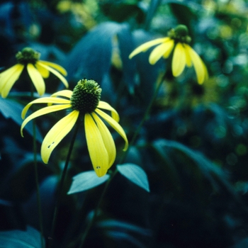 Coneflower Coneflower