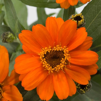 Zinnia Zinnia