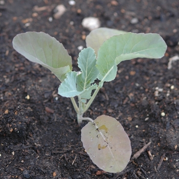 Cauliflower Cauliflower
