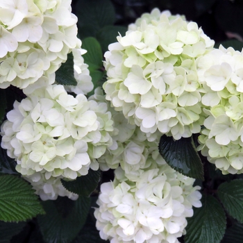 'Opening Day™' Doublefile Viburnum 'Opening Day™' Doublefile Viburnum
