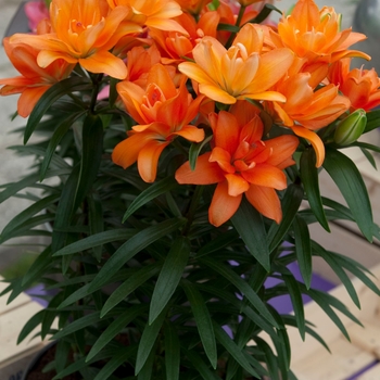 Asiatic Pot Lily Asiatic Pot Lily