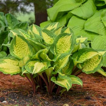 Plantain Lily Plantain Lily