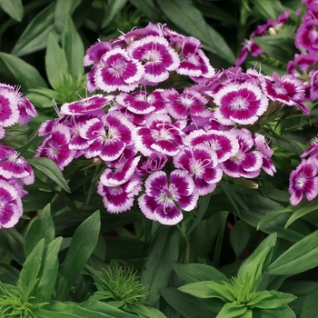 Border Carnation Border Carnation