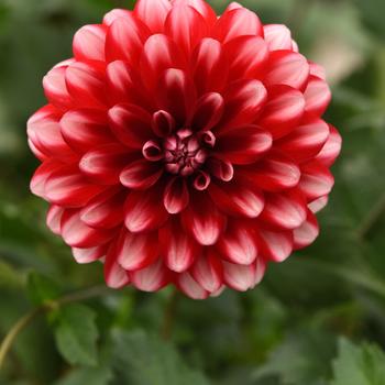 Dalaya® Red Lace Dalaya® Red Lace