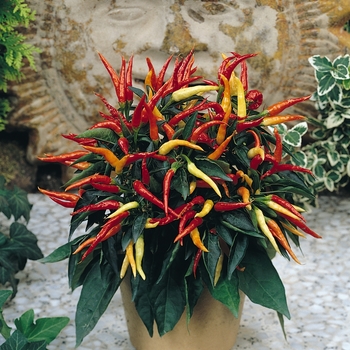 Ornamental Pepper Ornamental Pepper