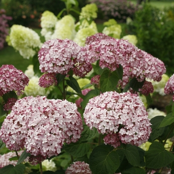 Incrediball® 'Blush' Incrediball® 'Blush'