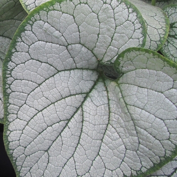 Heartleaf Brunnera Heartleaf Brunnera