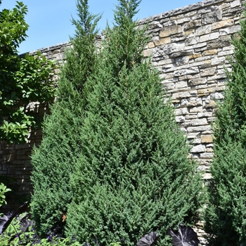 'Star Power®' Juniper 'Star Power®' Juniper