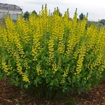 False Indigo False Indigo