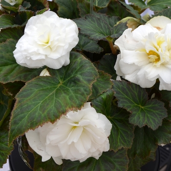 Begonia, Nonstop® Begonia, Nonstop®