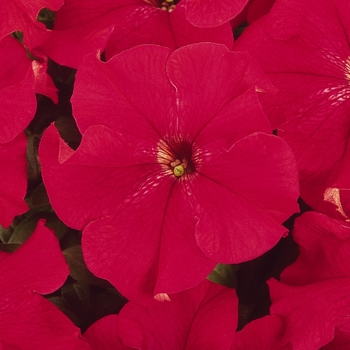 Petunia Petunia