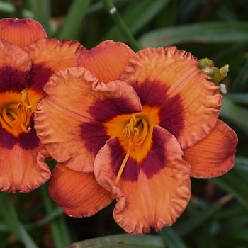 Daylily Daylily