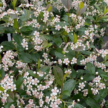 'Low Scape Snowfire®' Chokeberry 'Low Scape Snowfire®' Chokeberry