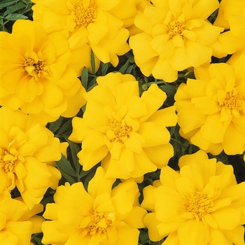 Marigold Marigold