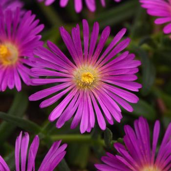 Ice Plant Ice Plant