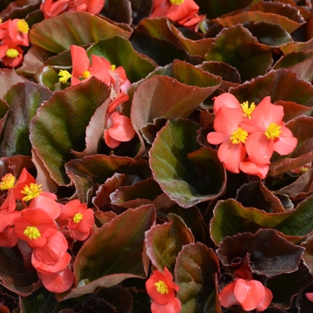 Begonia