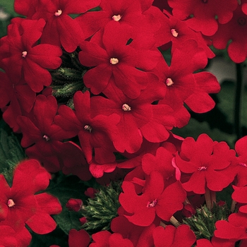 Lanai&reg; ''Red''